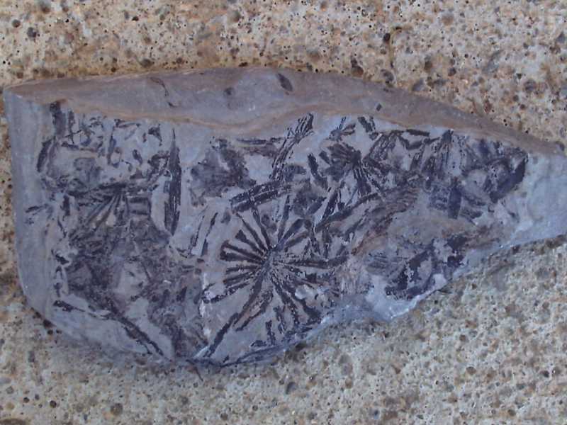 Paleobotanica: Annularia stellata?